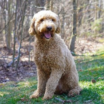 Curly-haired dog sitting happily outdoors on grass.