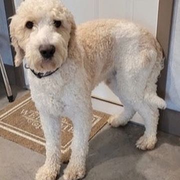 A cream-colored curly-haired dog standing indoors on a gray floor.