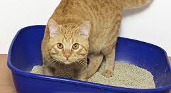 Cat Behaviorist in Phoenix