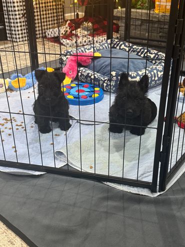 Mr Winston and Ms Paisley