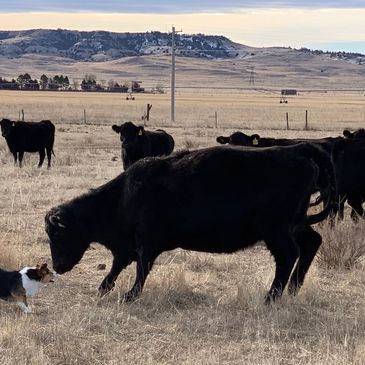 Corgi herding cows