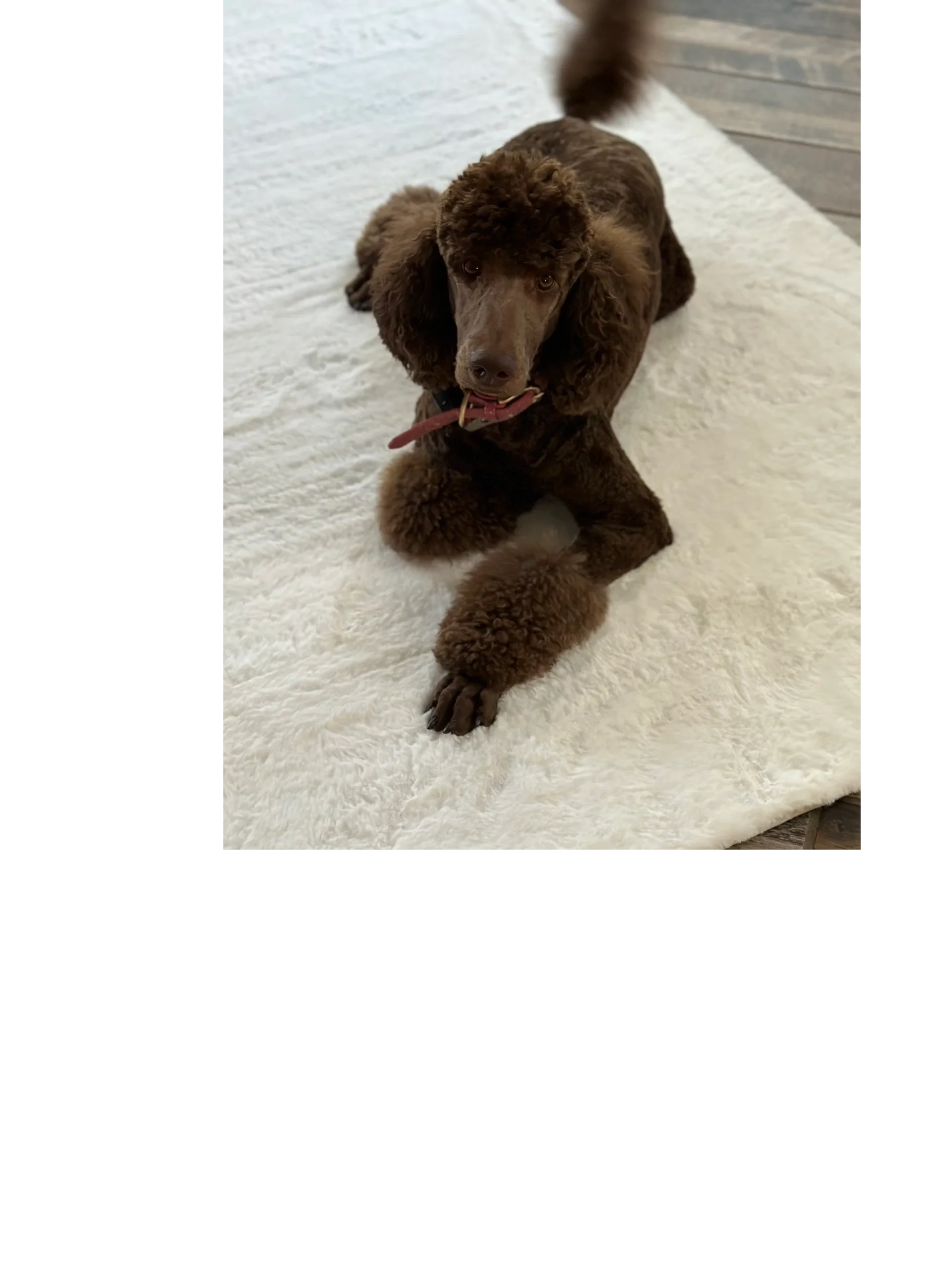 Brown poodle lying on a white rug looking up.