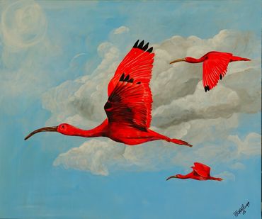 Three Crimson Ibis flying