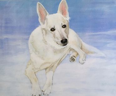 White Shepherd "Jake"