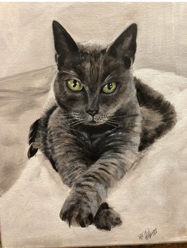 Gray cat staring at you