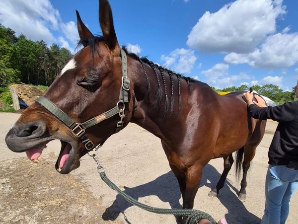 Paard met open mond en gevlochten manen buiten.