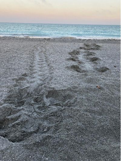 Tracks and impressions in beach sand leading to the ocean at sunset.