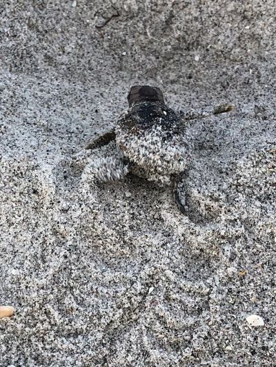A baby sea turtle covered in sand crawling on the beach.