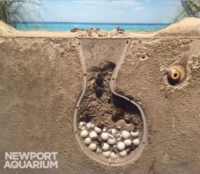 A sand trap filled with sea turtle eggs at Newport Aquarium.