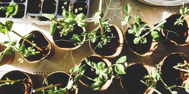 Stock photo of plants prepared to be planted in the ground.
