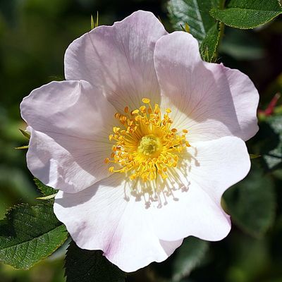 Close-up of a delicate white-pink wild rose with yellow stamens.