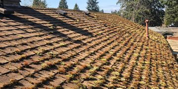 roof cleaning, moss prevention, moss, cleaning, experienced roof cleaner 