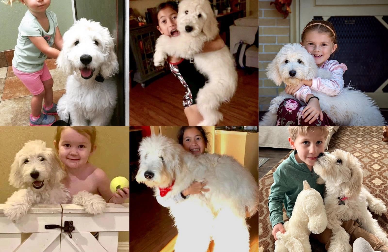 Collage of happy F1 standard golden doodles and new owners