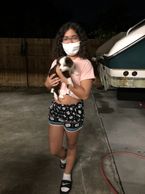 Miniature Australian Shepherd breeder. Miniature American Shepherd Breeder. Toy Australian Shepherd