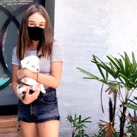 Miniature Australian Shepherd breeder. Miniature American Shepherd Breeder. Toy Australian Shepherd