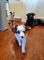Miniature Australian Shepherd breeder. Miniature American Shepherd Breeder. Toy Australian Shepherd