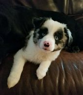 Miniature Australian Shepherd breeder. Miniature American Shepherd Breeder. Toy Australian Shepherd