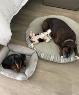 Miniature Australian Shepherd breeder. Miniature American Shepherd Breeder. Toy Australian Shepherd