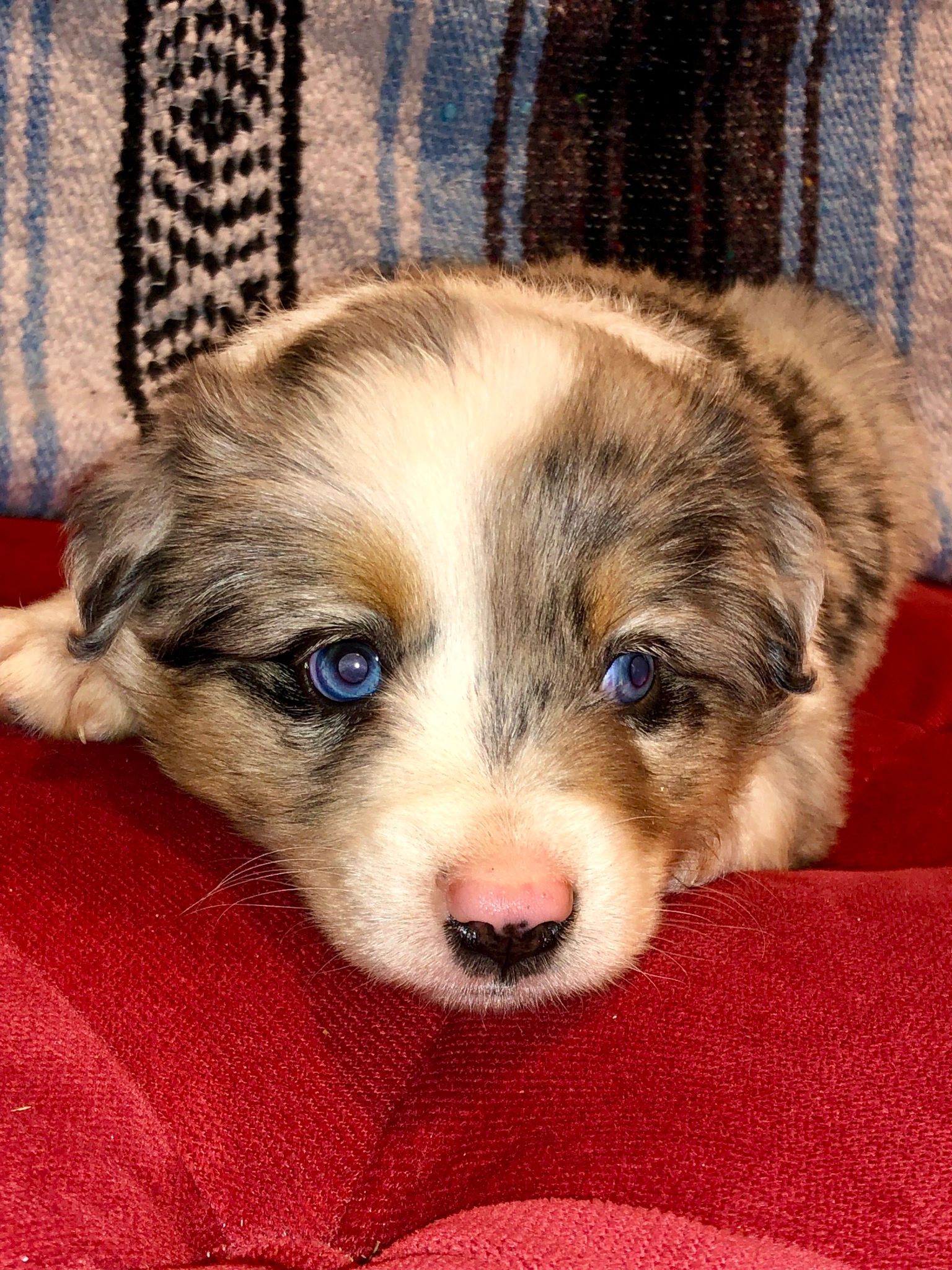 Toy Australian Shepherd Puppies for Sale Tiny Aussies