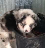 Miniature Australian Shepherd breeder. Miniature American Shepherd Breeder. Toy Australian Shepherd