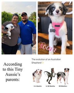 Miniature Australian Shepherd breeder. Miniature American Shepherd Breeder. Toy Australian Shepherd