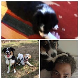 Miniature Australian Shepherd breeder. Miniature American Shepherd Breeder. Toy Australian Shepherd