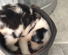 Miniature Australian Shepherd breeder. Miniature American Shepherd Breeder. Toy Australian Shepherd