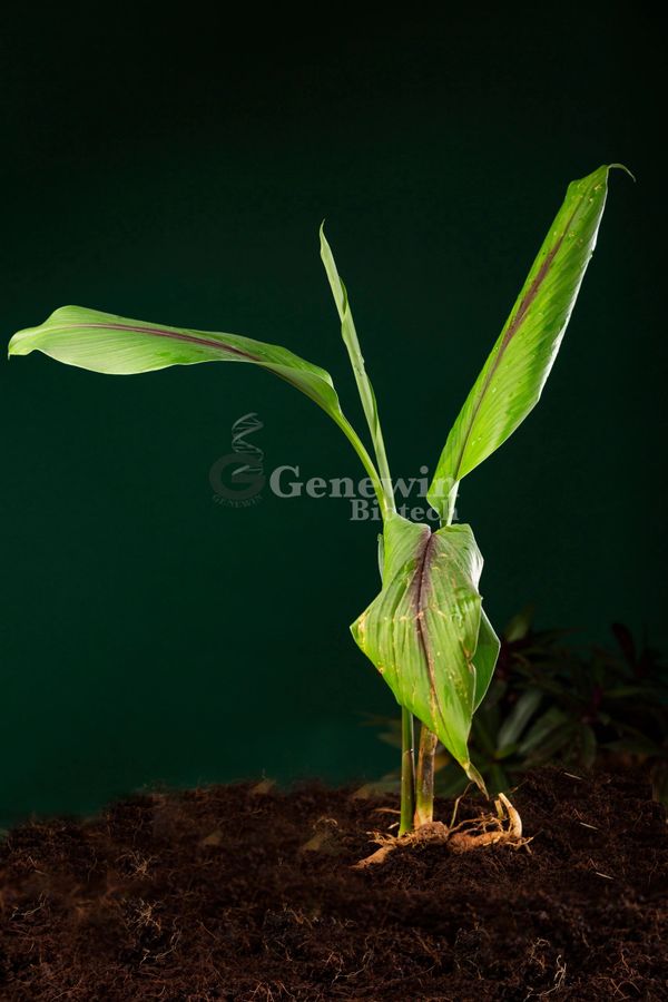 Black Turmeric Tissue culture Plants by Genewin Biotech