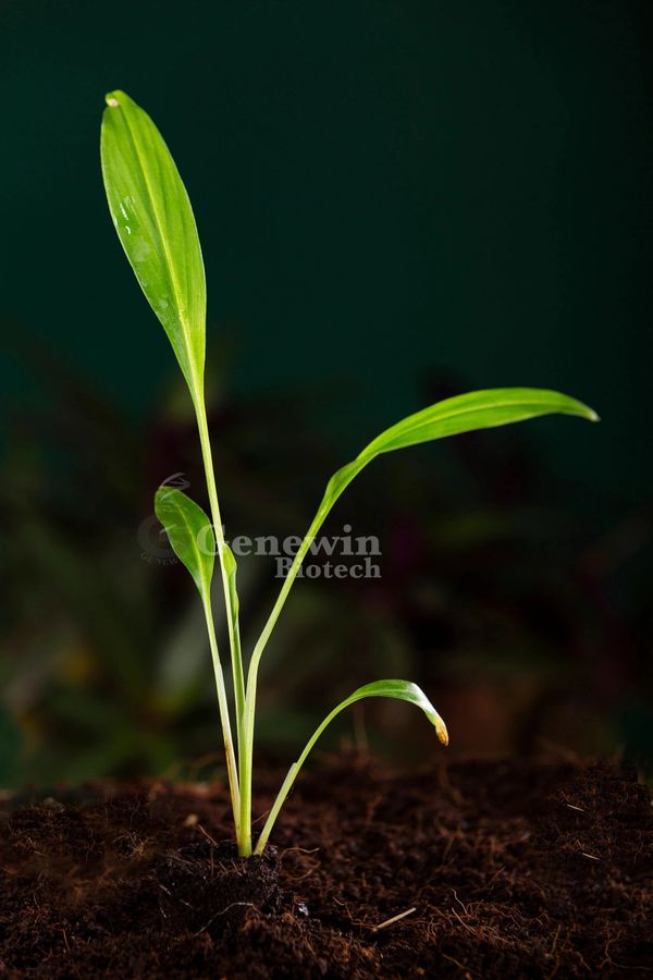 Black Turmeric Tissue culture Plants by Genewin Biotech