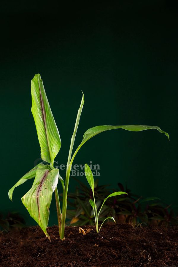 Black Turmeric Tissue culture Plants by Genewin Biotech