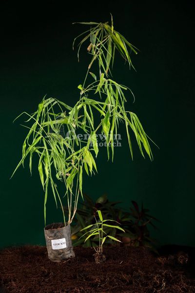 DENDROCALAMUS STOCKSII TISSUE CULTURE BAMBOO PLANT BY GENEWIN BIOTECH
