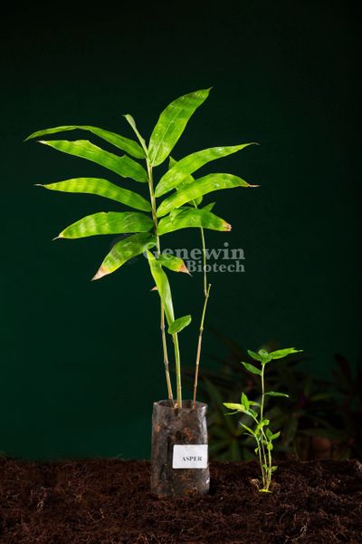 DENDROCALAMUS ASPER TISSUE CULTURE BAMBOO PLANT - GENEWIN BIOTECH