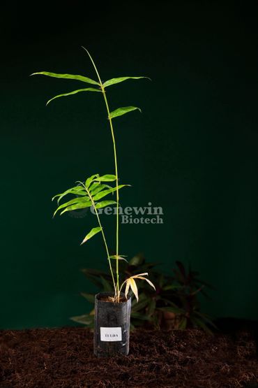 Bambusa Tulda Bamboo Tissue culture plants by Genewin Biotech