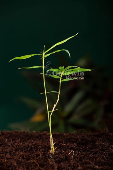 Bambusa Tulda Bamboo Tissue culture plants by Genewin Biotech