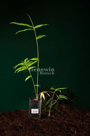 Bambusa Tulda Bamboo Tissue culture plants by Genewin Biotech