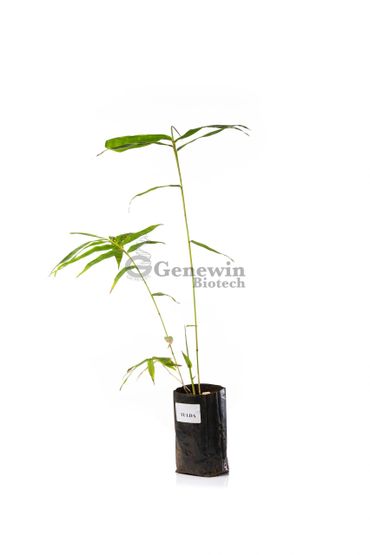Bambusa Tulda Bamboo Tissue culture plants by Genewin Biotech