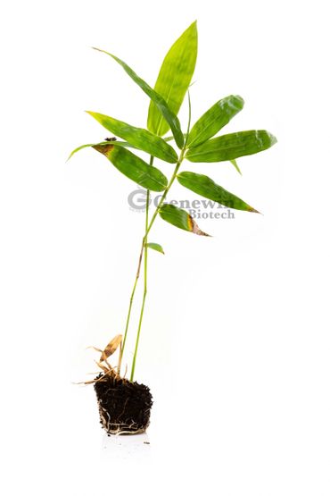 Bambusa Tulda Bamboo Tissue culture plants by Genewin Biotech