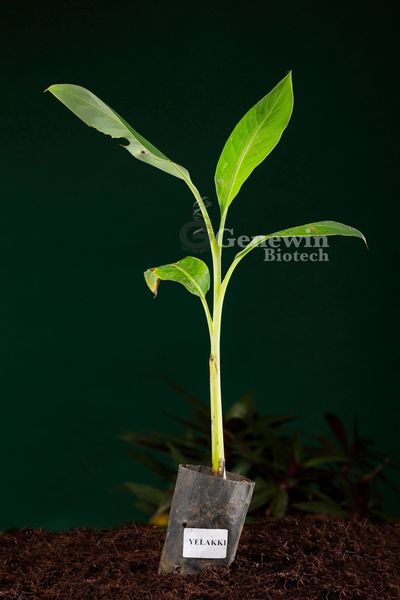 YELAKKI TISSUE CULTURE BANANA PLANT BY GENEWIN BIOTECH