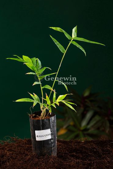Bambusa Balcooa Tissue culture plants by Genewin Biotech