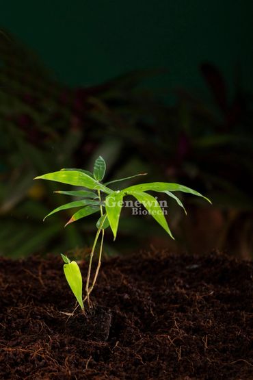 Bambusa Balcooa Tissue culture plants by Genewin Biotech
