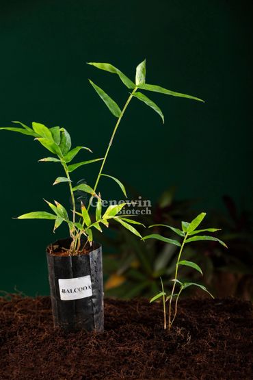 Bambusa Balcooa Tissue culture plants by Genewin Biotech