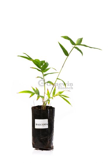 Bambusa Balcooa Tissue culture bamboo plant by genewin biotech