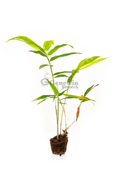 Bambusa Balcooa Tissue culture plants by Genewin Biotech