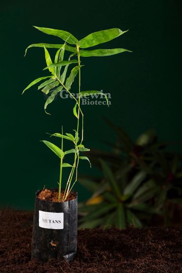 Bambusa Nutans bamboo Tissue culture plants by Genewin Biotech
