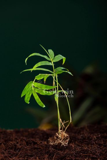 Bambusa Nutans Tissue culture plants by Genewin Biotech