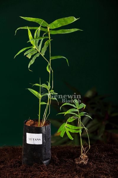 Bambusa Nutans Tissue culture plants by Genewin Biotech