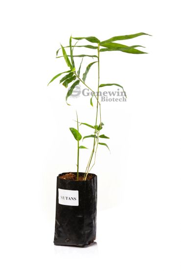 Bambusa Nutans Tissue culture plants by Genewin Biotech