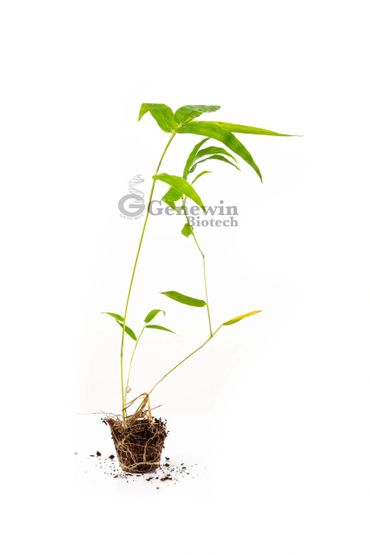 Bambusa Nutans Bamboo Tissue culture plants by Genewin Biotech