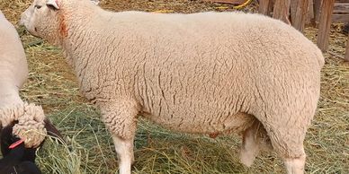 A fluffy sheep standing on hay.