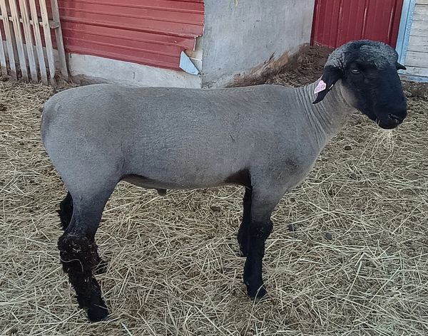 A black-headed sheep with a shaved gray body stands on straw.